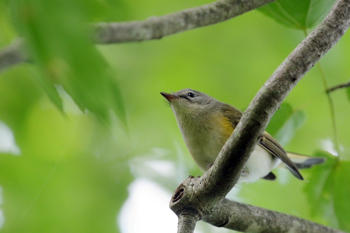 American Redstart - ML641281866