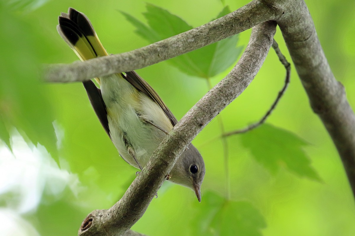 American Redstart - ML641281867