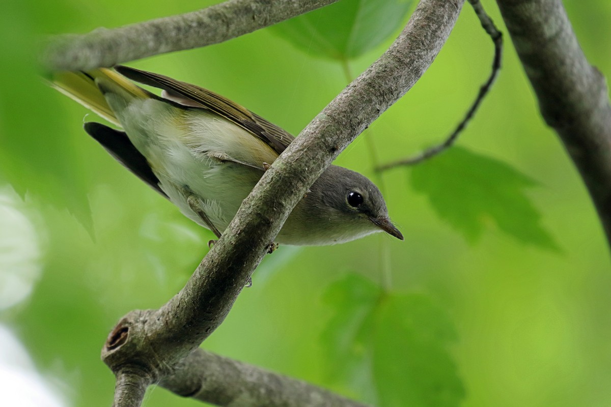 American Redstart - ML641281868