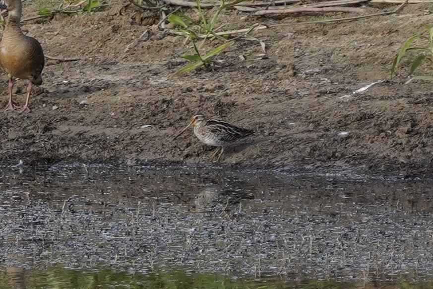 Latham's Snipe - ML641281873