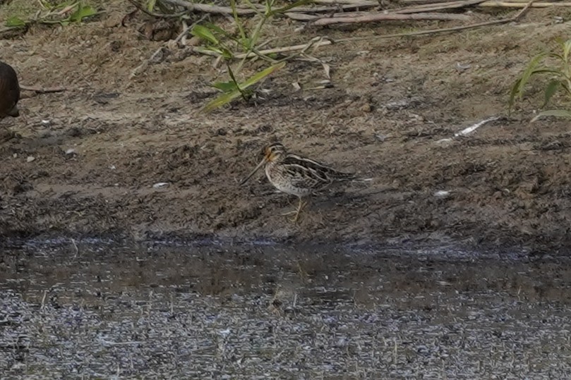 Latham's Snipe - ML641281874