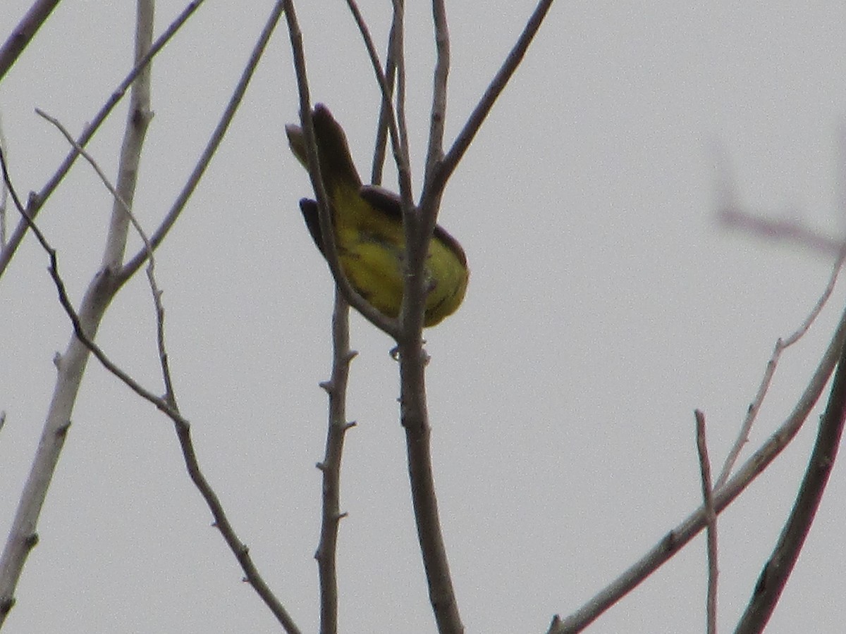 Orchard Oriole - ML641281875