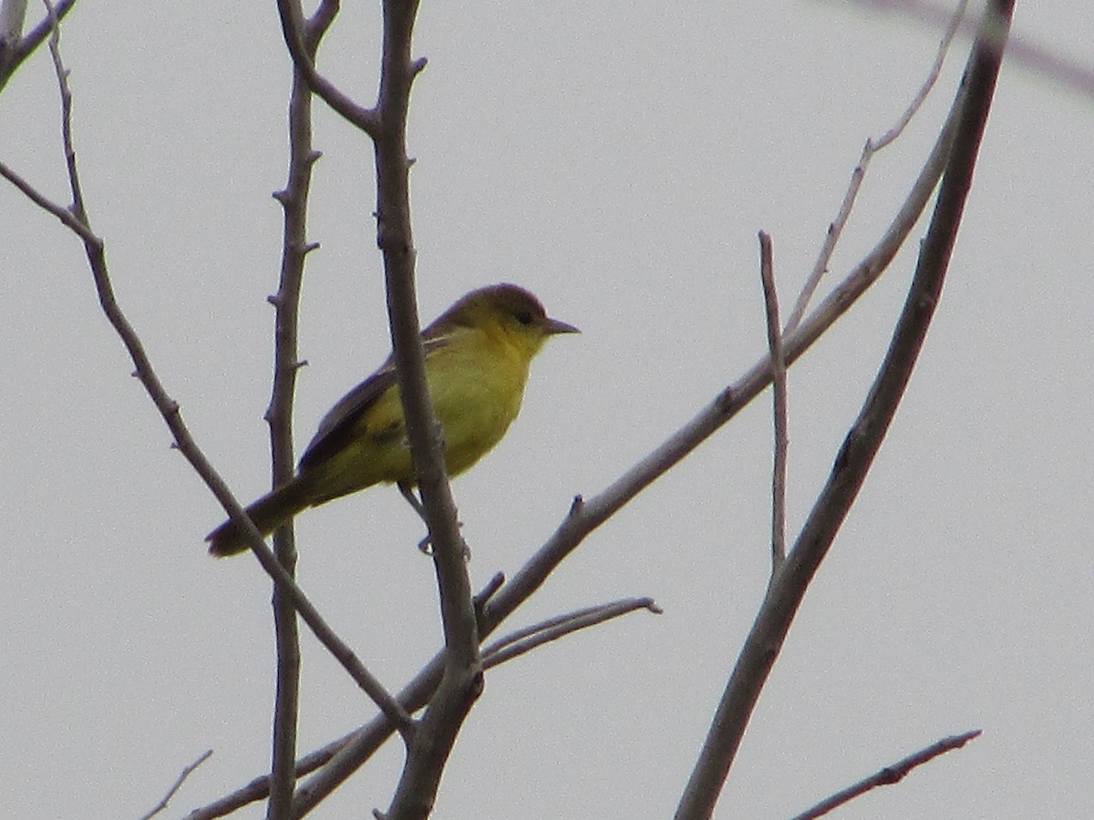 Orchard Oriole - ML641281876