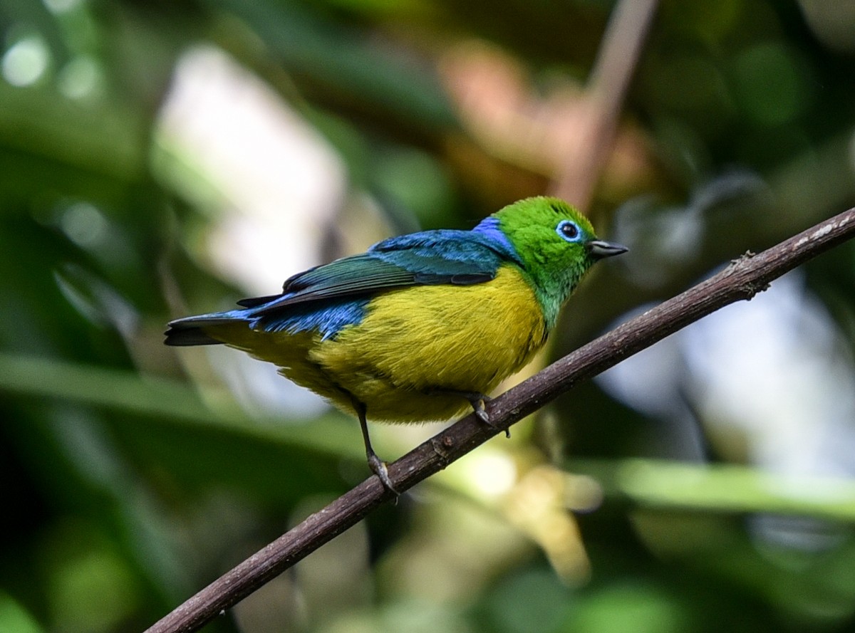 ミドリフウキンチョウ - ML641281903