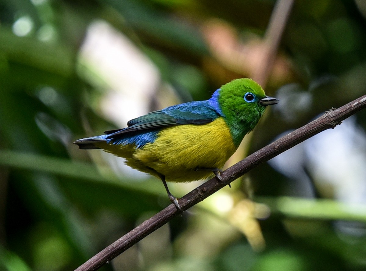 ミドリフウキンチョウ - ML641281904