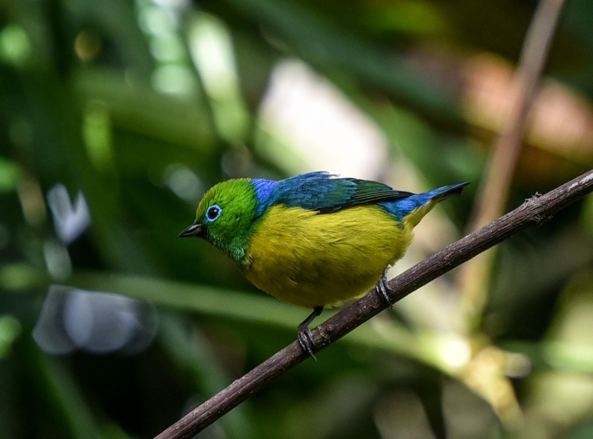 ミドリフウキンチョウ - ML641281905