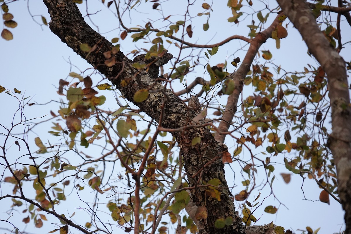 African Spotted Creeper - ML641281911