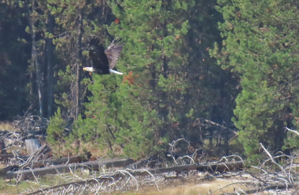 Bald Eagle - ML641281919