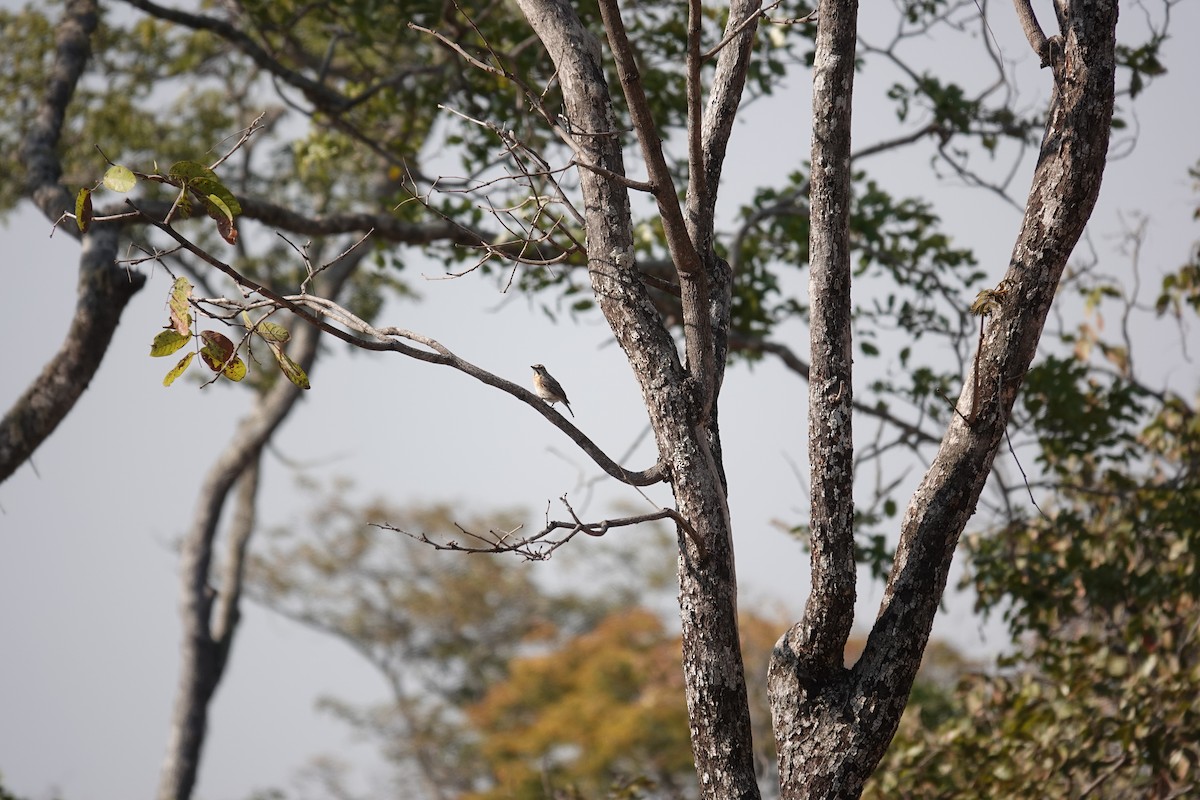 Miombo Rock-Thrush - ML641281933