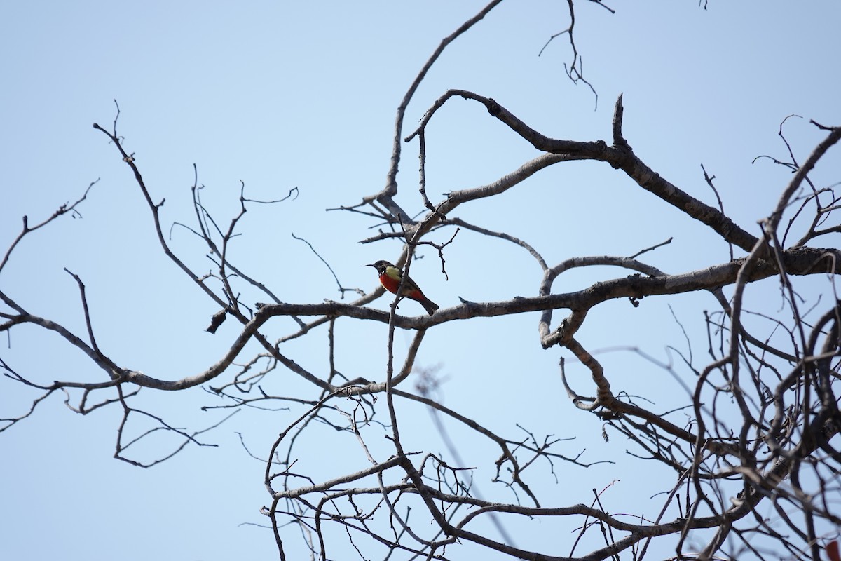 Anchieta's Sunbird - ML641281934