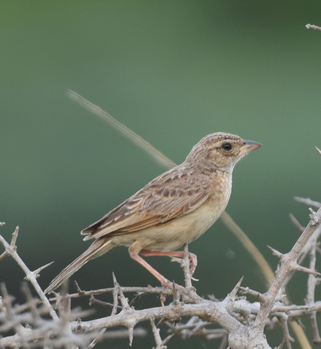 Singing Bushlark - ML641281940