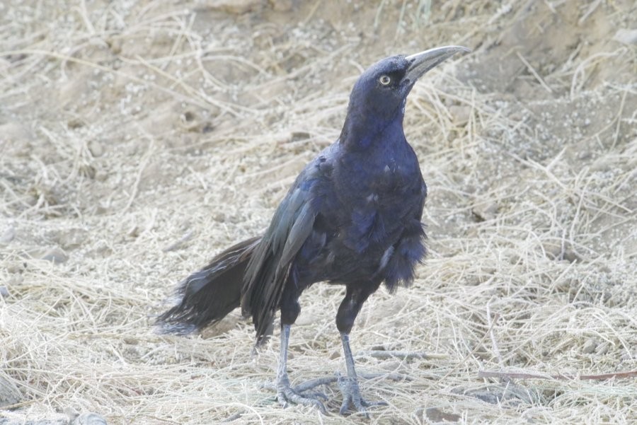 Great-tailed Grackle - ML641281954