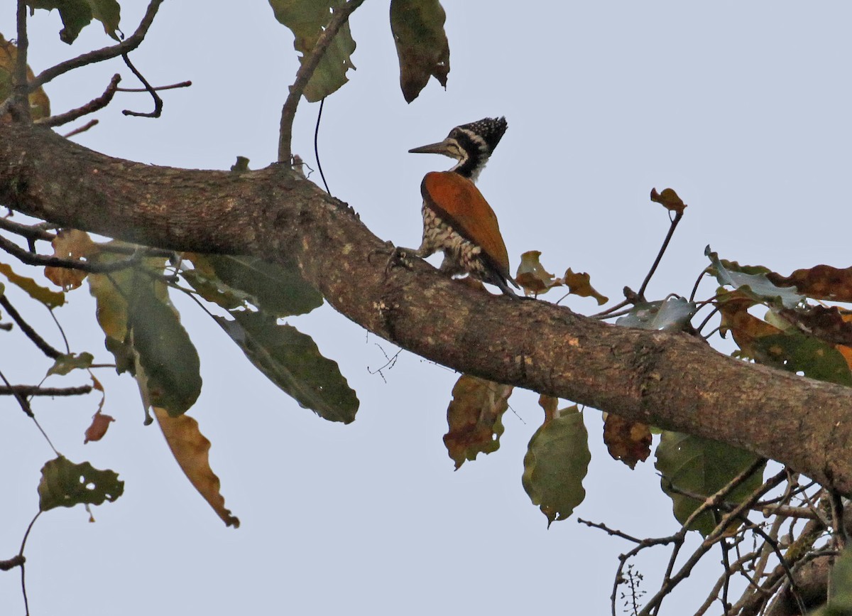 Greater Flameback - ML641281968