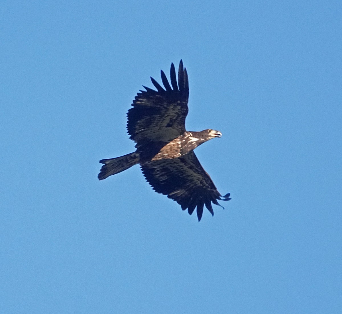 Bald Eagle - ML641281973