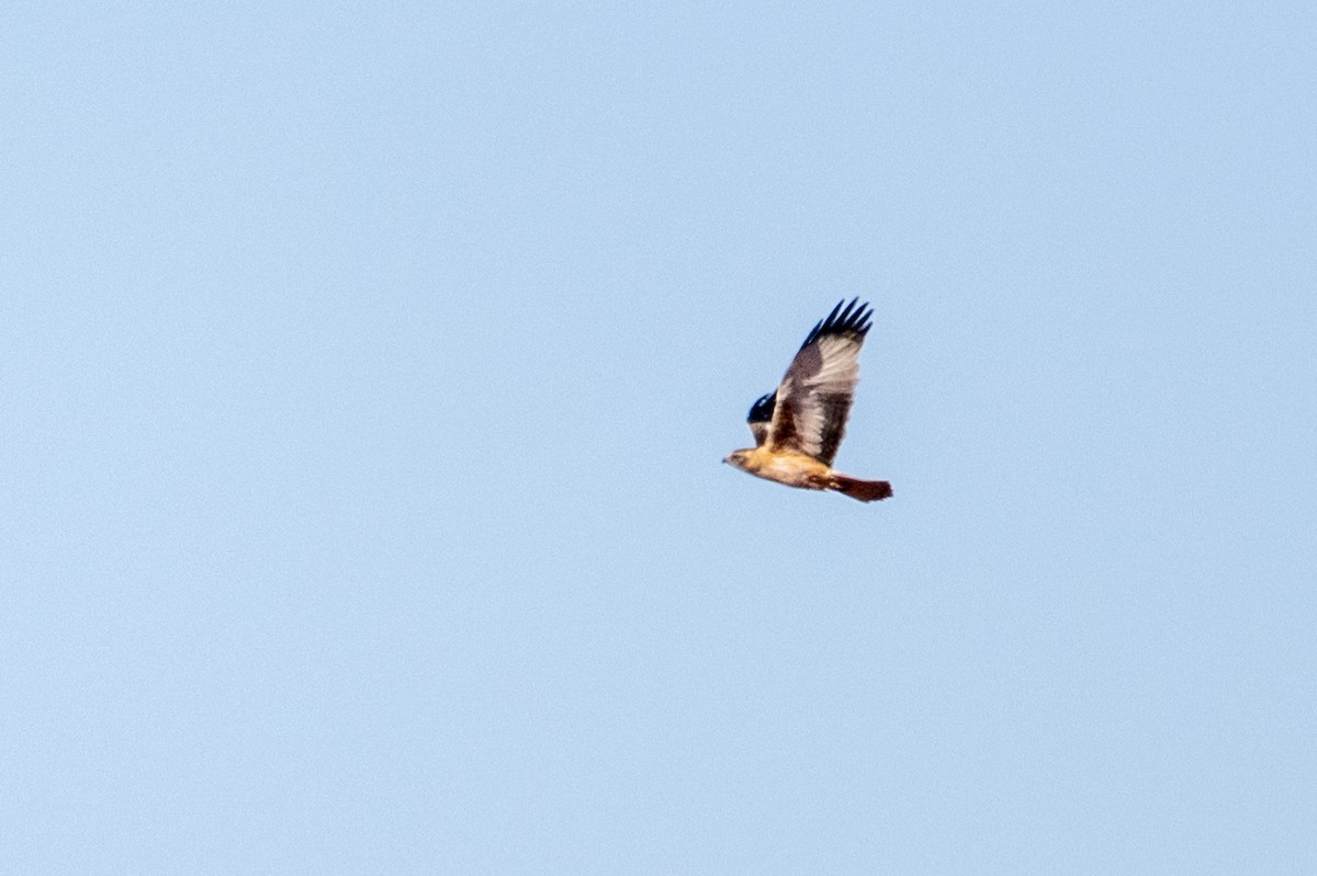 Little Eagle - ML641282010