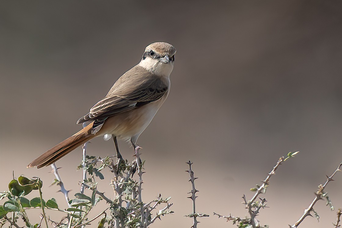 Red-tailed Shrike - ML641282064