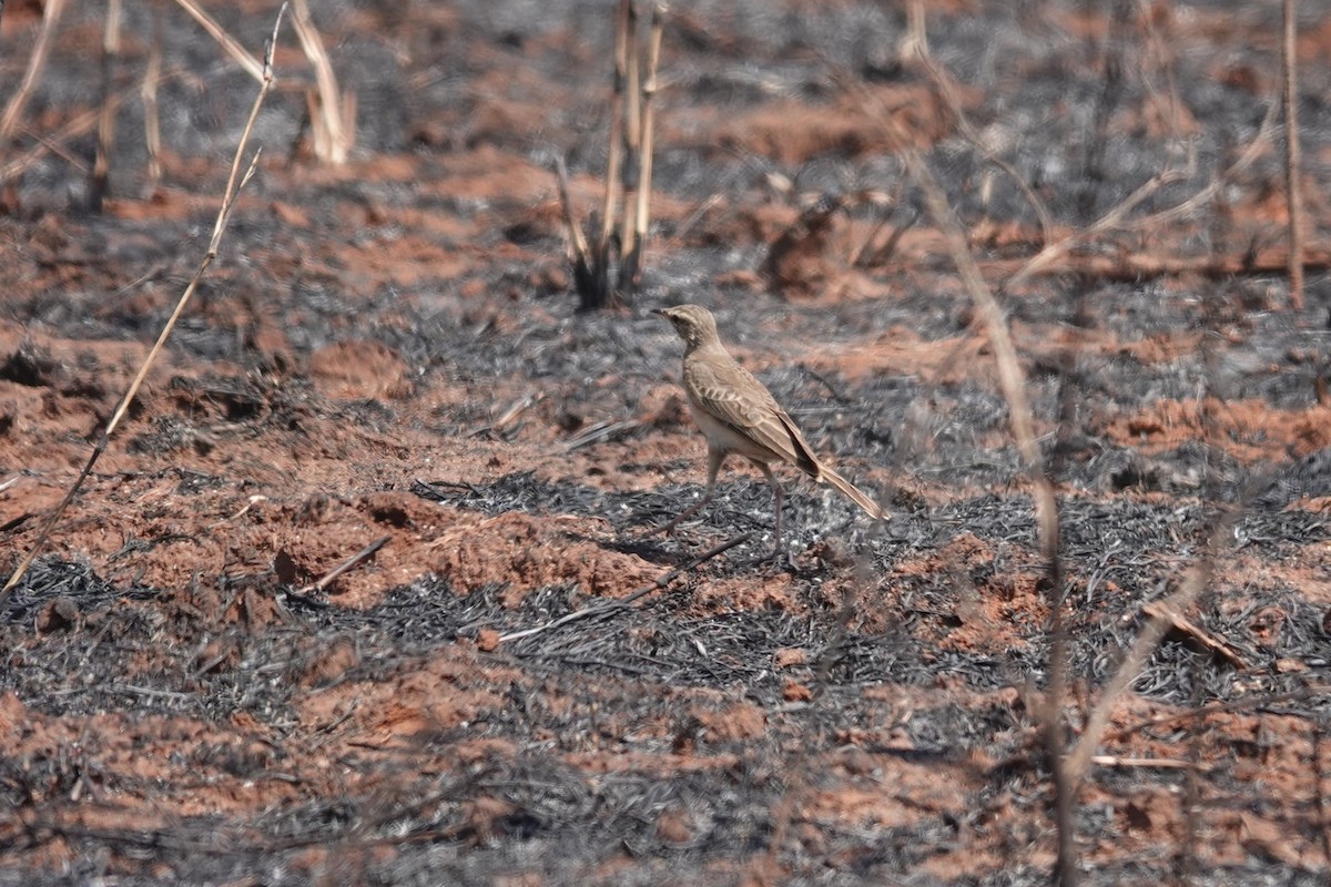 Buffy Pipit - ML641282065