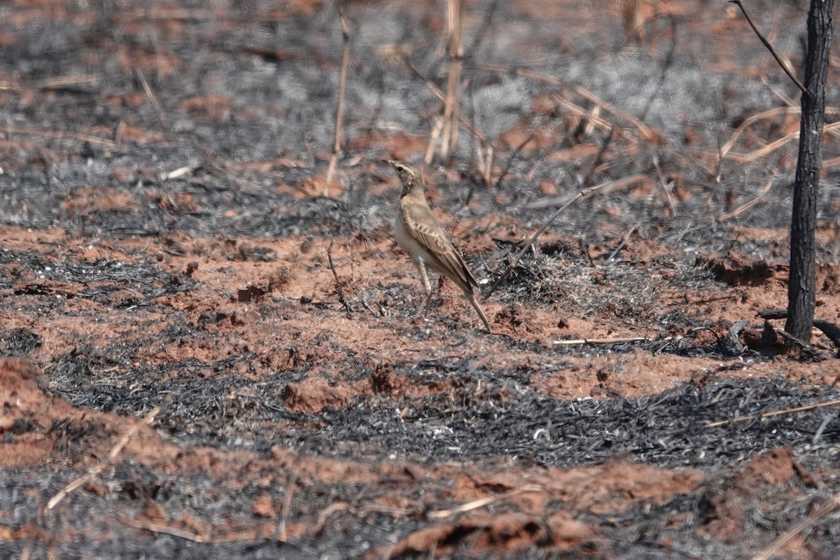 Buffy Pipit - ML641282066