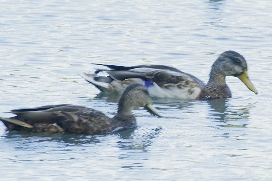 Mallard - ML641282067