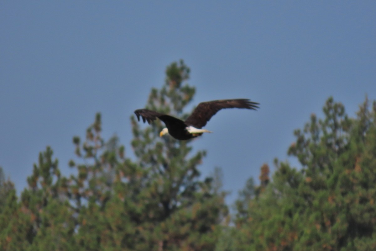 Bald Eagle - ML641282068