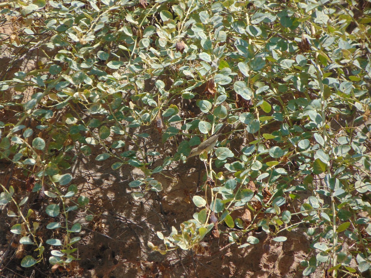 Eastern Olivaceous Warbler - ML641282113