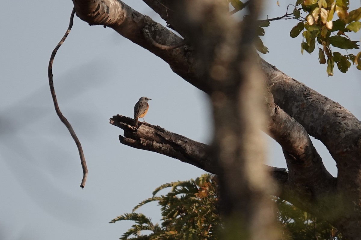 Miombo Rock-Thrush - ML641282127