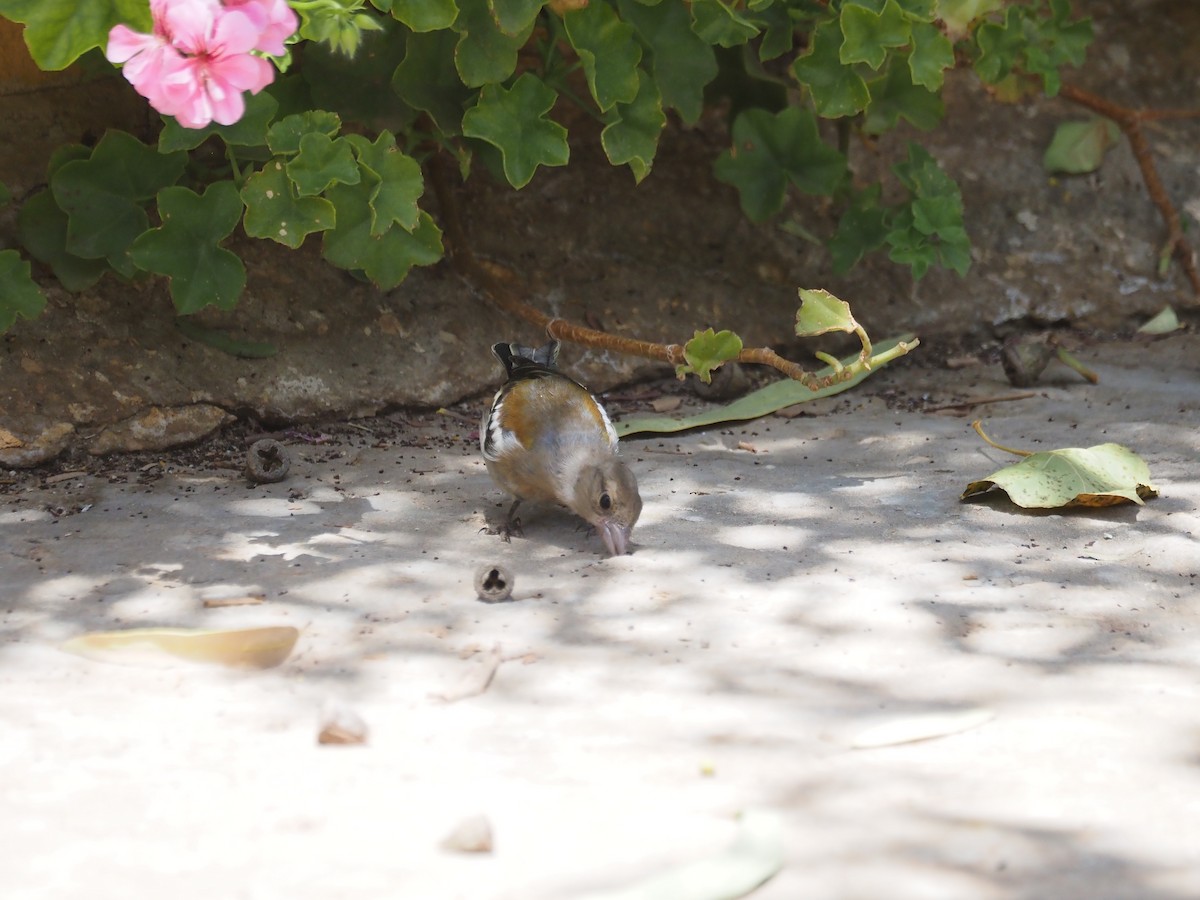 Common/African Chaffinch - ML641282160
