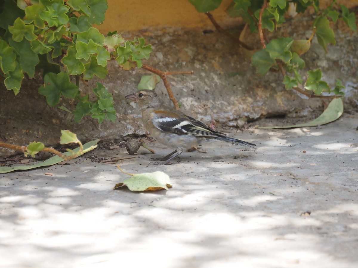 Common/African Chaffinch - ML641282162