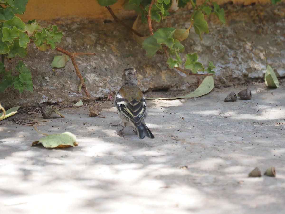 Common/African Chaffinch - ML641282163