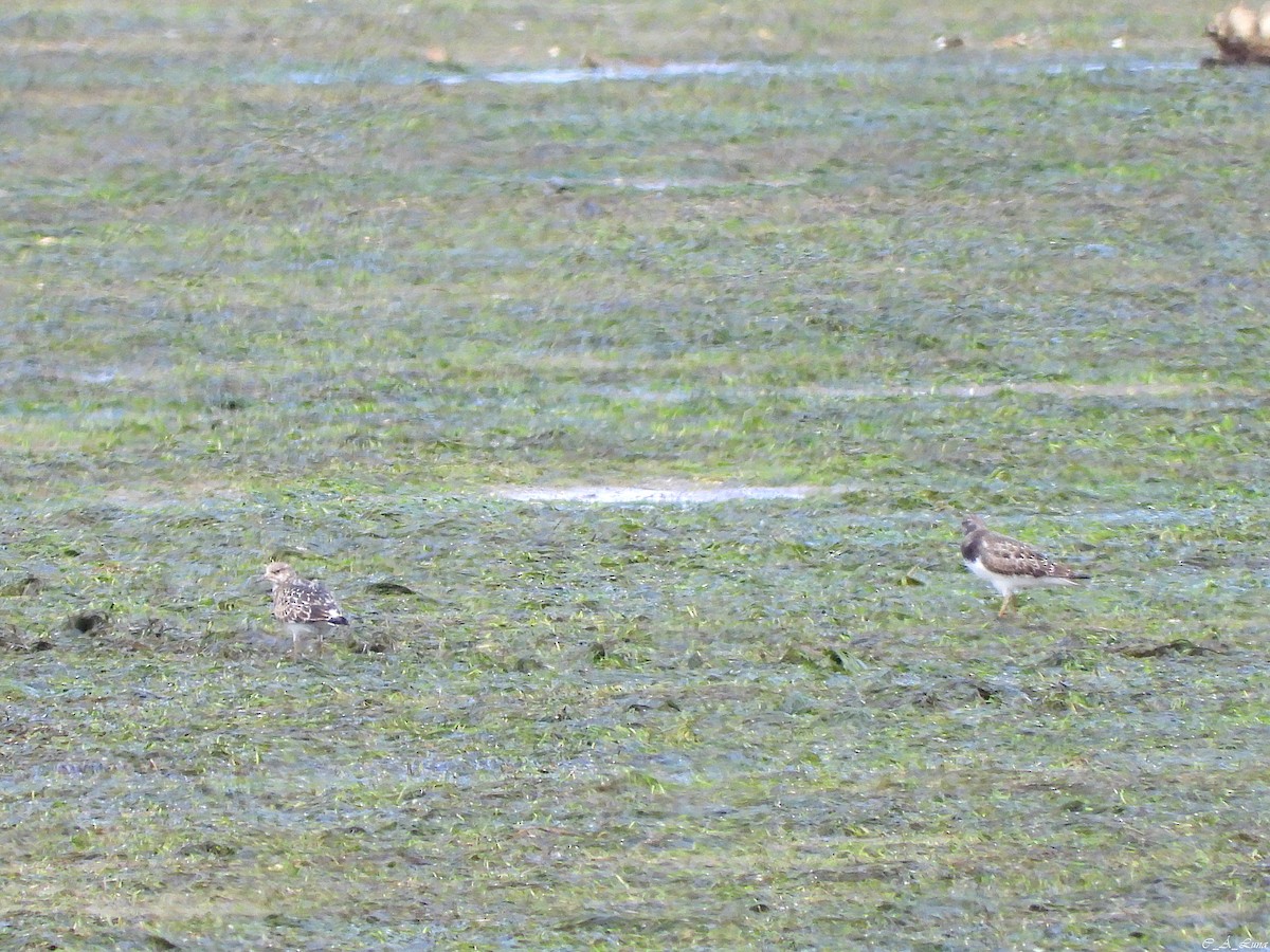 Алаг хайргач - ML641282171