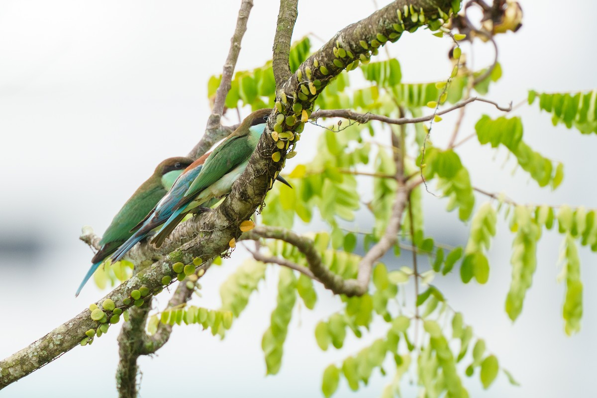 Blue-throated Bee-eater - ML641282173