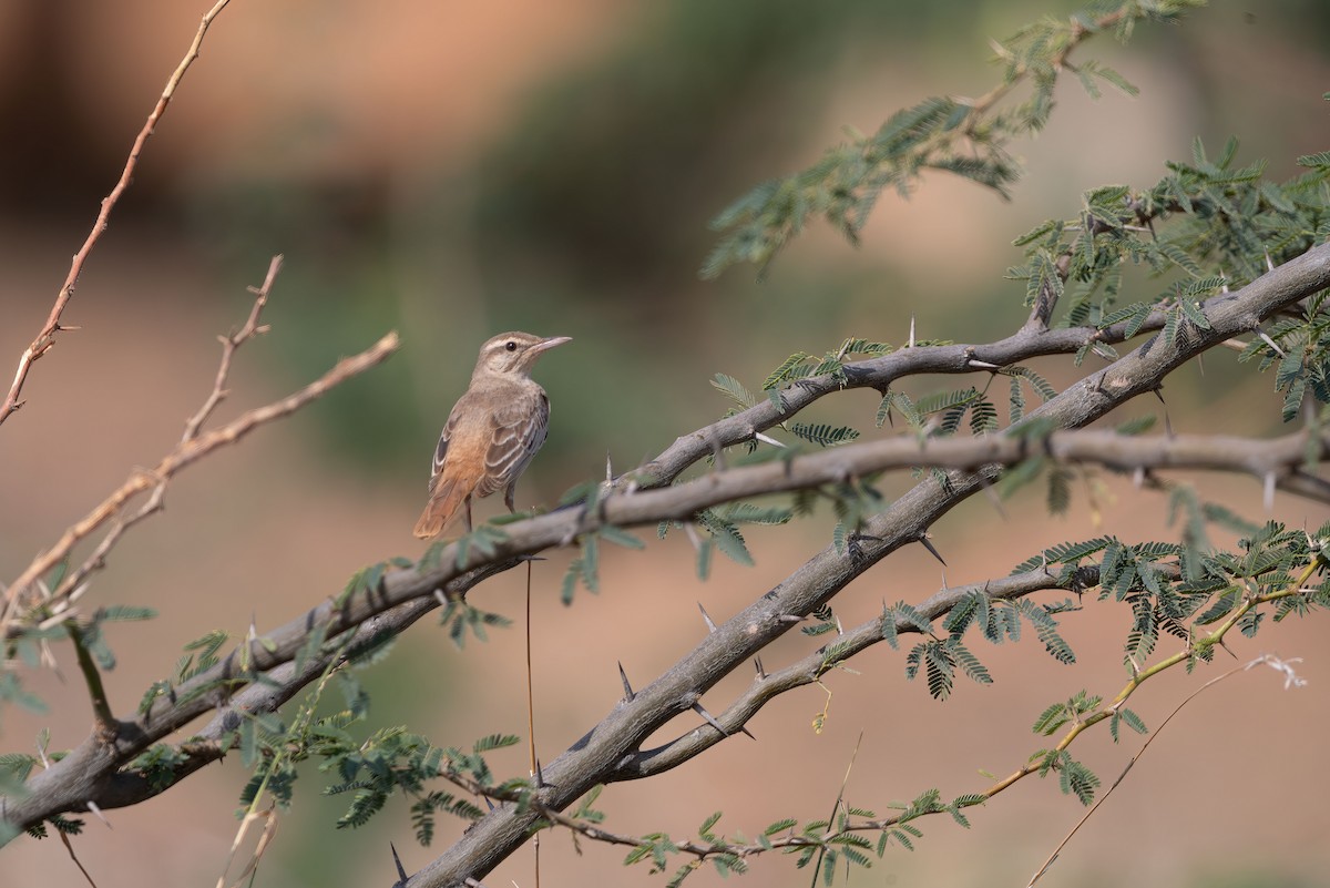 Rufous-tailed Scrub-Robin - ML641282188