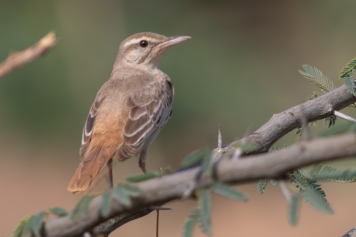 Rufous-tailed Scrub-Robin - ML641282189