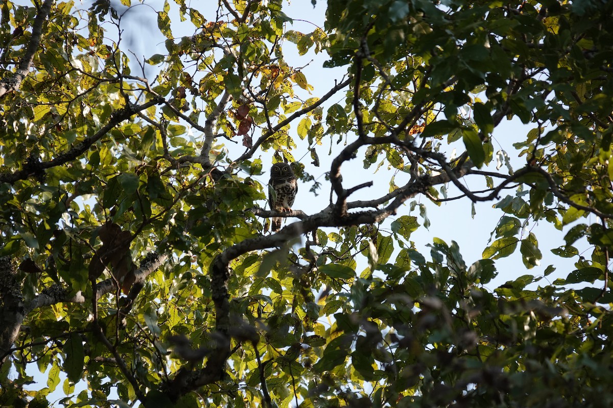 African Barred Owlet - ML641282245