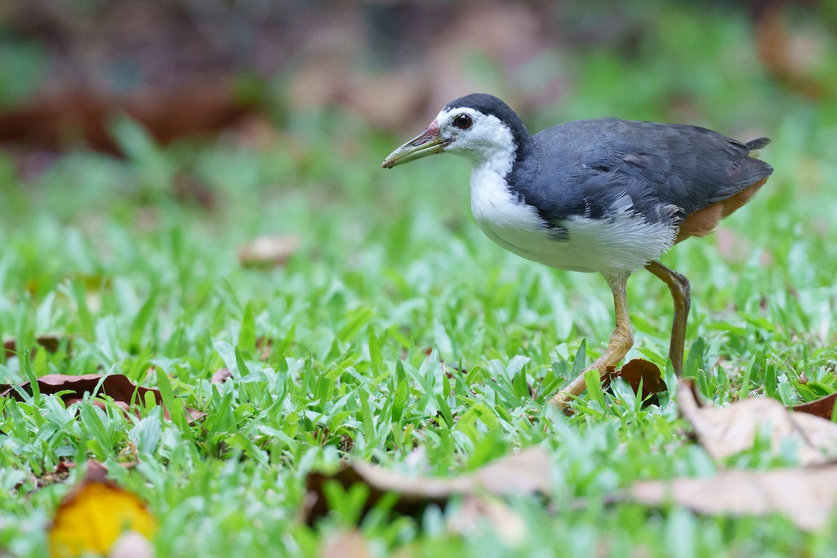 White-breasted Waterhen - ML641282282