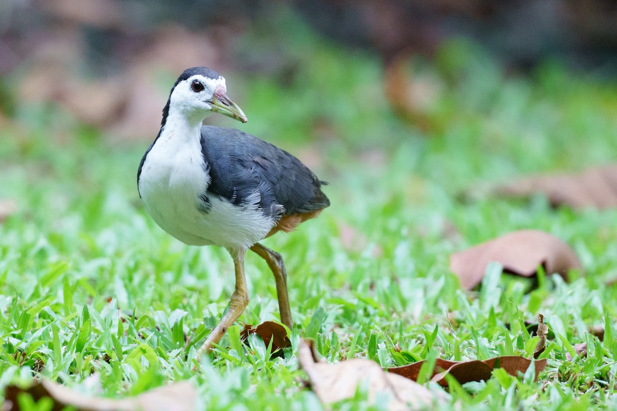 White-breasted Waterhen - ML641282283