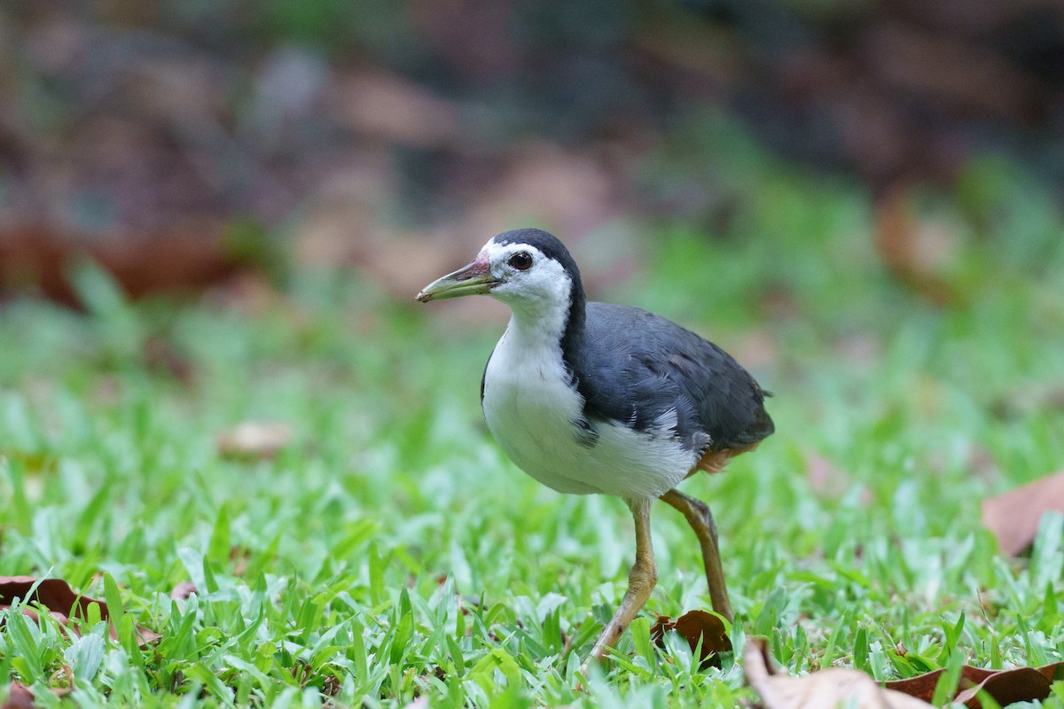 White-breasted Waterhen - ML641282284