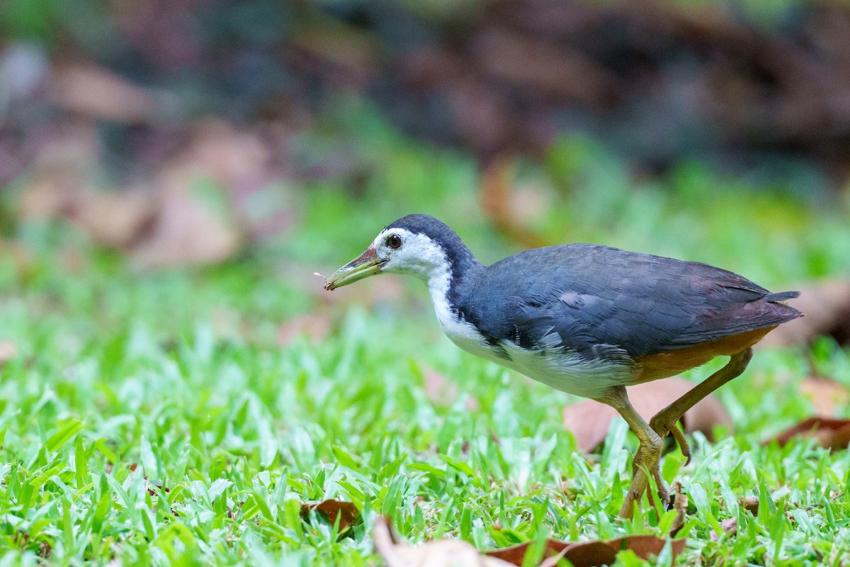 White-breasted Waterhen - ML641282285