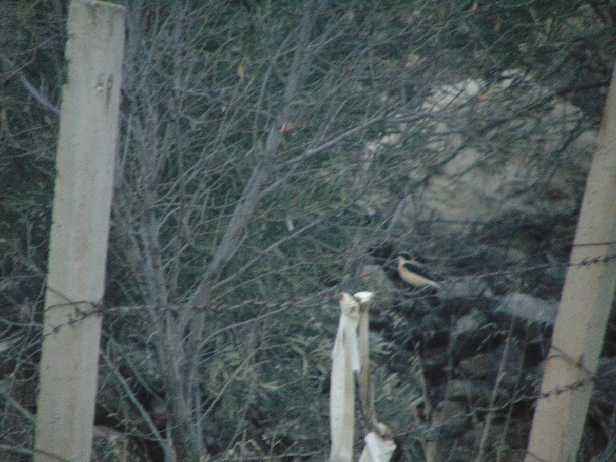 Eastern Black-eared Wheatear - ML641282297