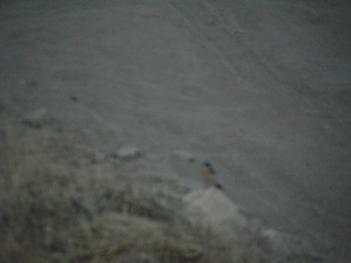 Eastern Black-eared Wheatear - ML641282299