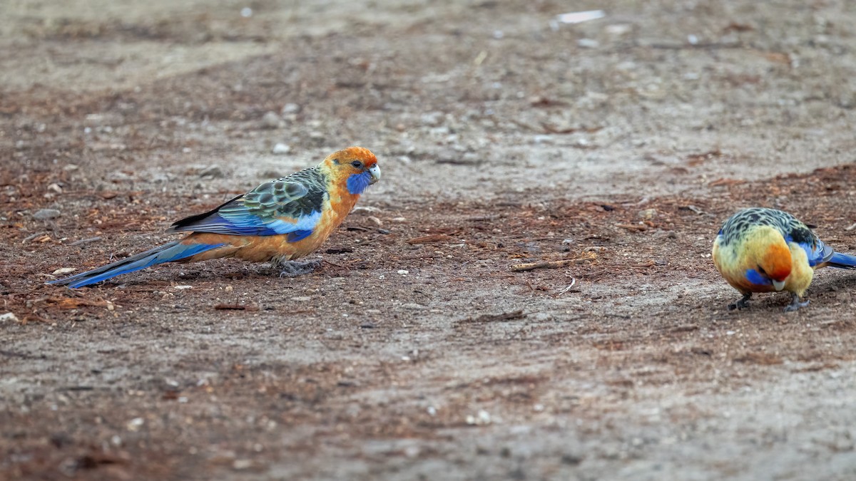 Perruche de Pennant (adelaidae/subadelaidae) - ML641282334