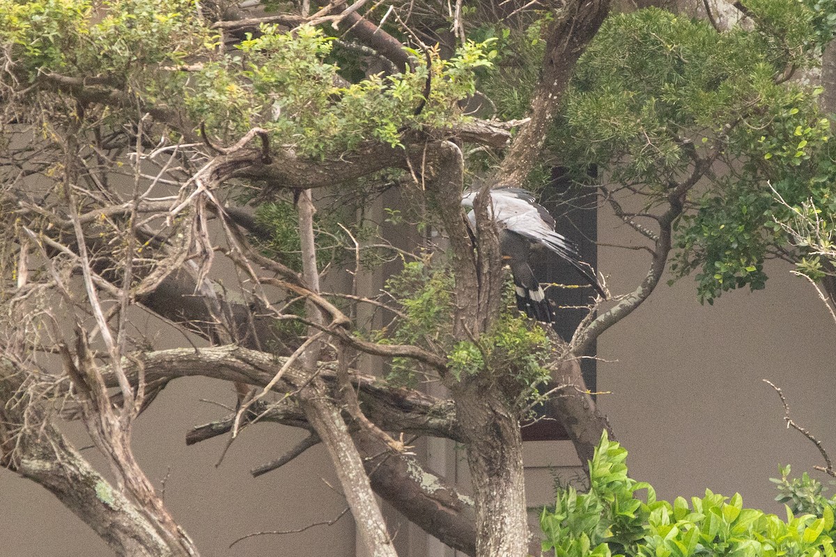 African Harrier-Hawk - ML641282335