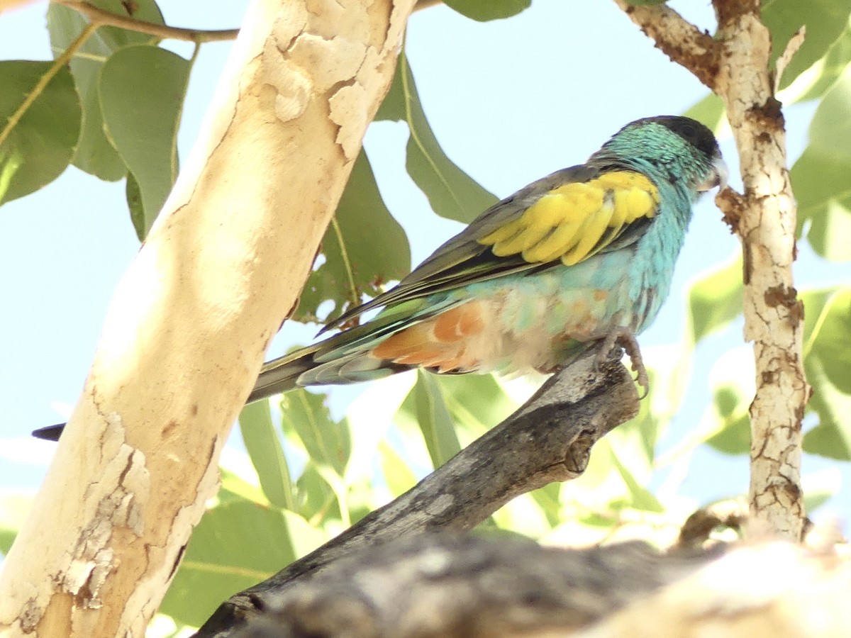 Hooded Parrot - ML641282406