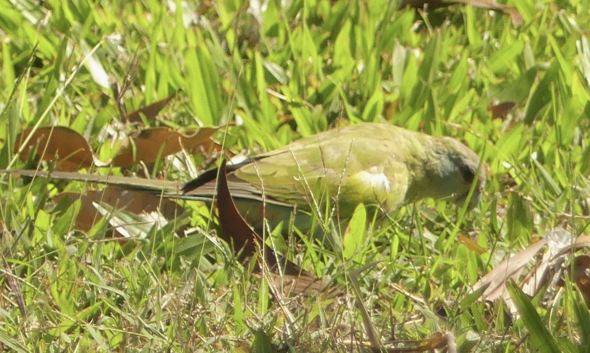 Hooded Parrot - ML641282407