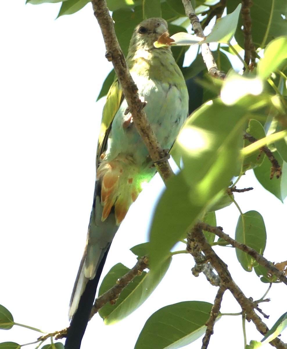 Hooded Parrot - ML641282408