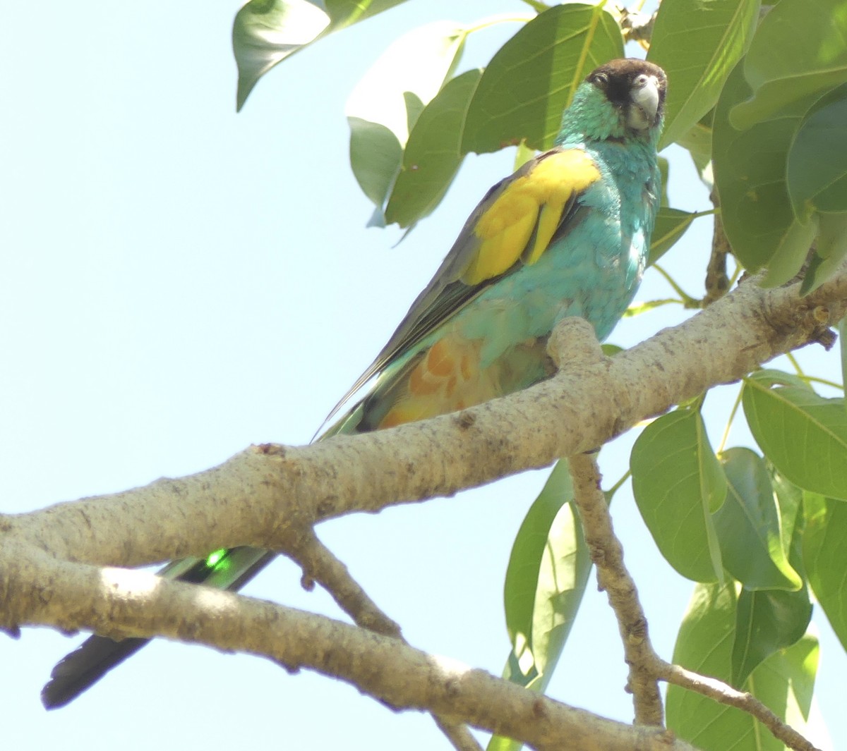 Hooded Parrot - ML641282409