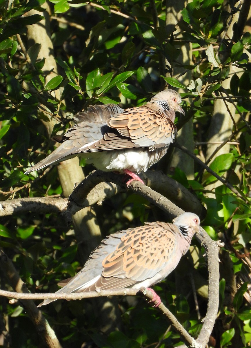 European Turtle-Dove - ML641282465