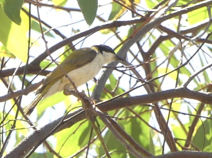 White-throated Honeyeater - ML641282470