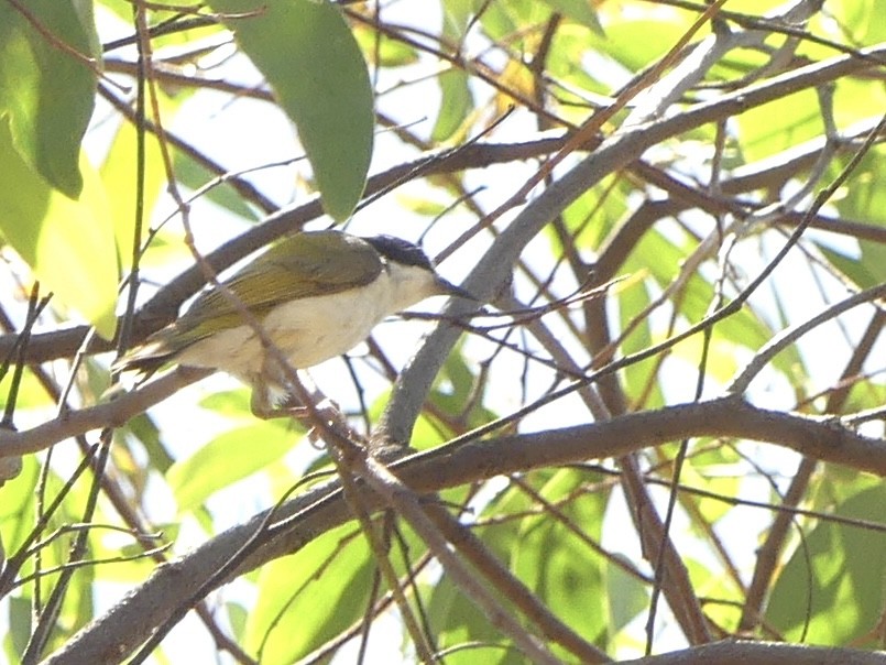 White-throated Honeyeater - ML641282471
