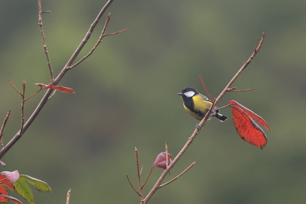 grønnryggmeis - ML641282475